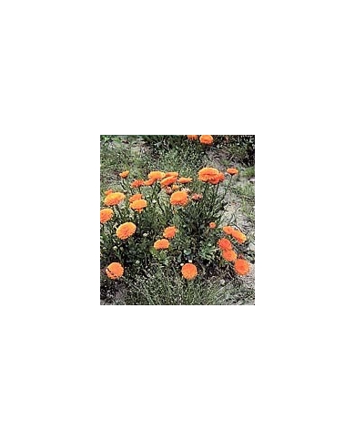 Souci - Fleurs en vrac Bio