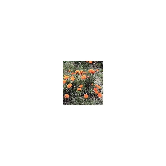 Souci - Fleurs en vrac Bio