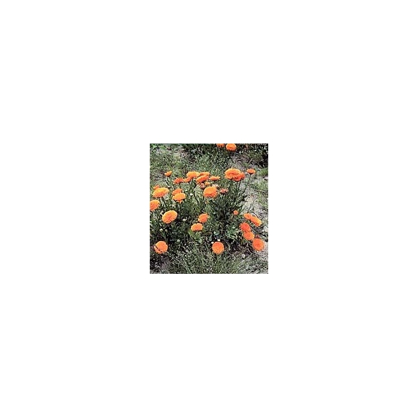 Souci - Fleurs en vrac Bio