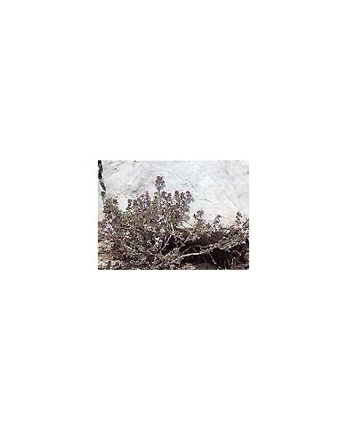 Thym de Provence - Feuilles en vrac