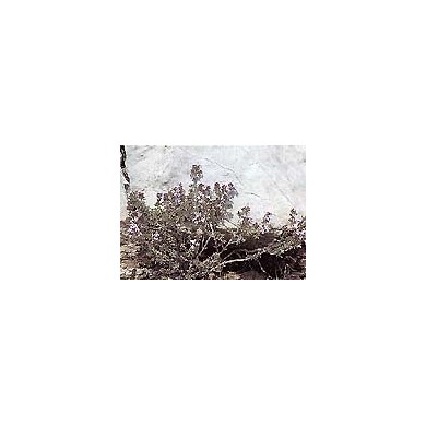 Thym de Provence - Feuilles en vrac