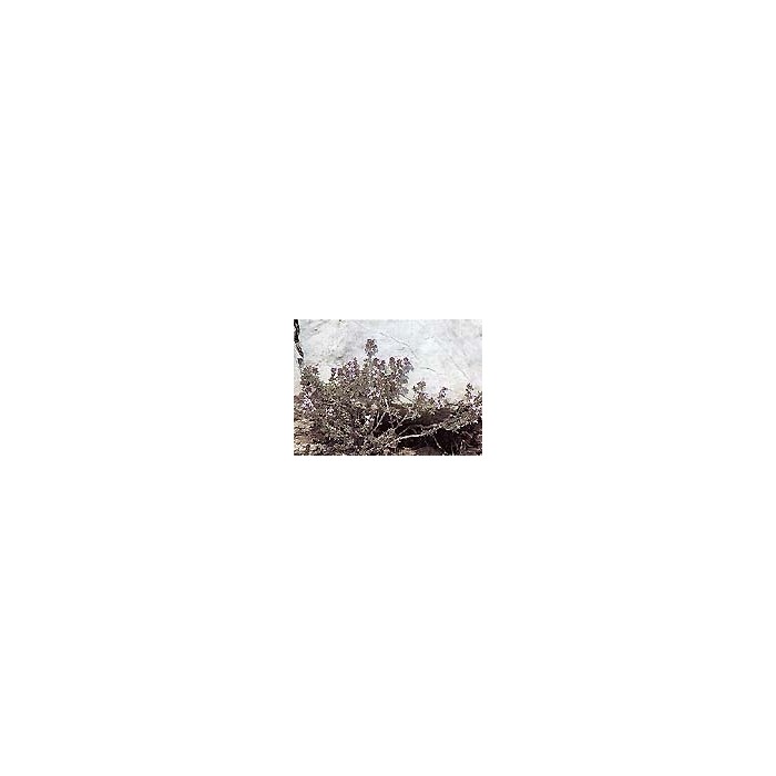Thym de Provence - Feuilles en vrac