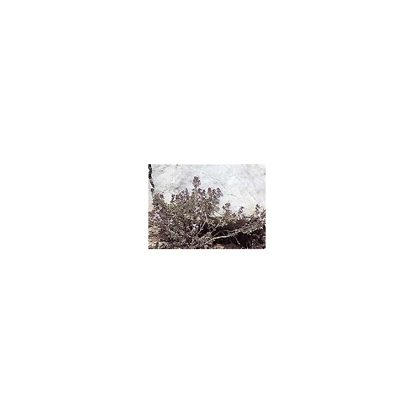Thym de Provence - Feuilles en vrac