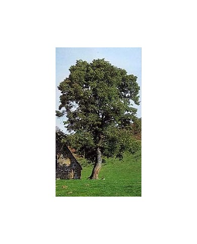 Tilleul - Bractées en vrac