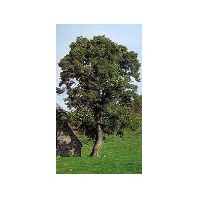 Tilleul - Bractées en vrac