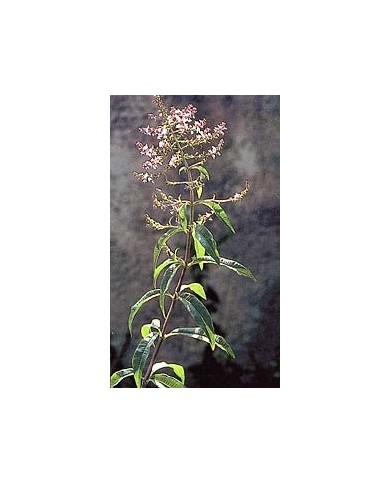 Verveine odorante - Feuilles en vrac BIO
