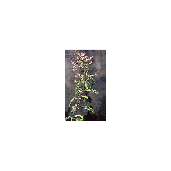 Verveine odorante - Feuilles en vrac BIO
