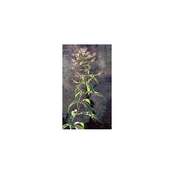 Verveine odorante - Feuilles en vrac BIO