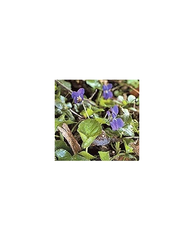 Violette - sommité en vrac