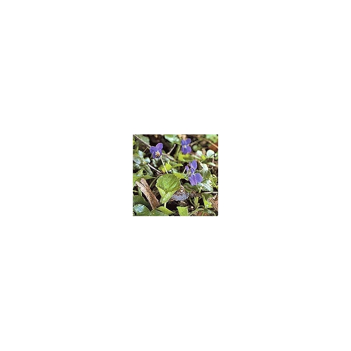 Violette - sommité en vrac