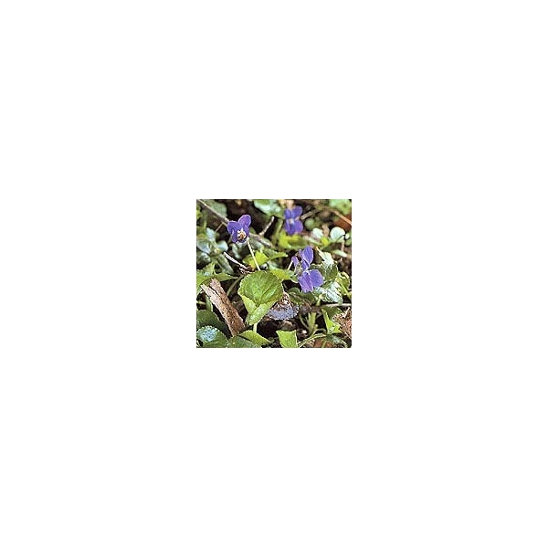 Violette - sommité en vrac