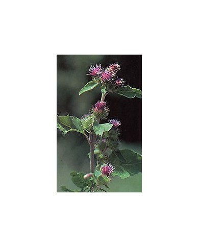 Bardane – Racines en Vrac | Arctium majus | Michel Pierre