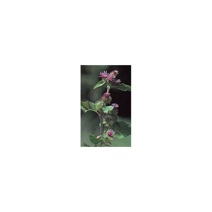 Bardane – Racines en Vrac | Arctium majus | Michel Pierre