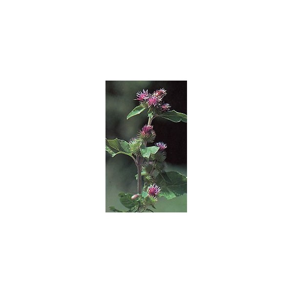 Bardane – Racines en Vrac | Arctium majus | Michel Pierre