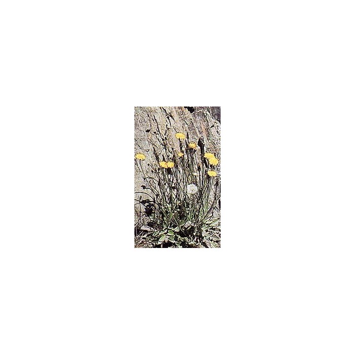 Pissenlit - Racines en vrac