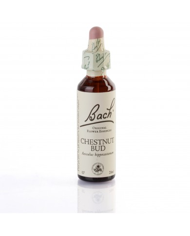CHESTNUT BUD (marron d'inde) 20 ml