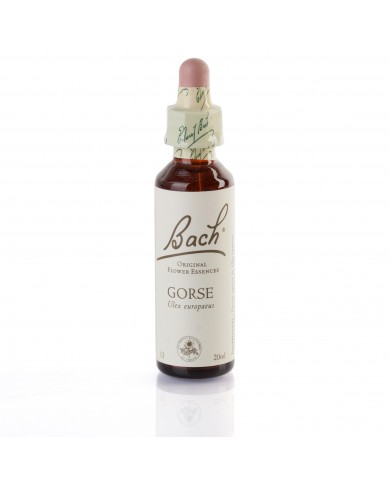 GORSE ( ajonc d'europe ) 20 ml