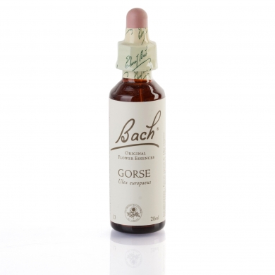 GORSE ( ajonc d'europe ) 20 ml