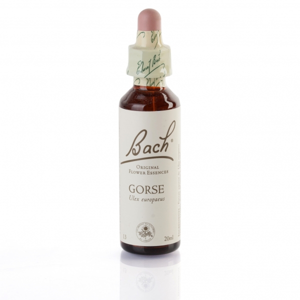 GORSE ( ajonc d'europe ) 20 ml