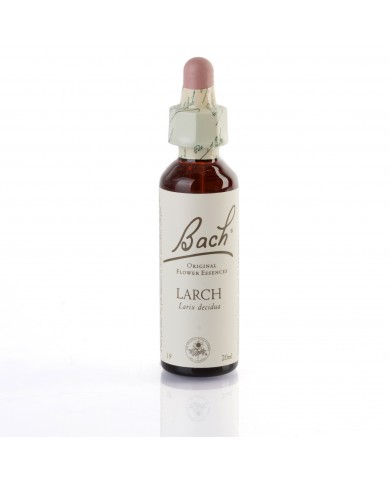 LARCH (mélèze) 20 ml