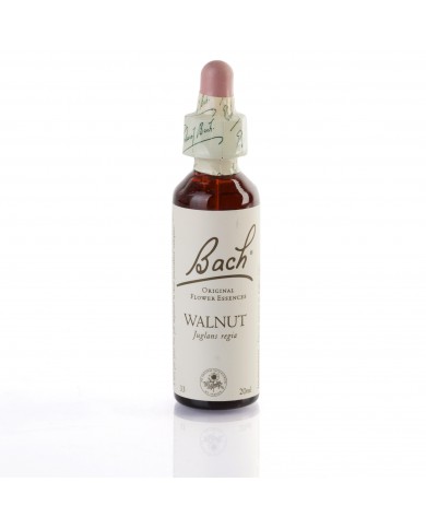 WALNUT ( noyer ) 20 ml