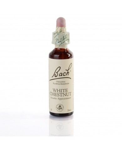 WHITE CHESTNUT ( marronnier d'inde à fleurs blanches ) 20 ml