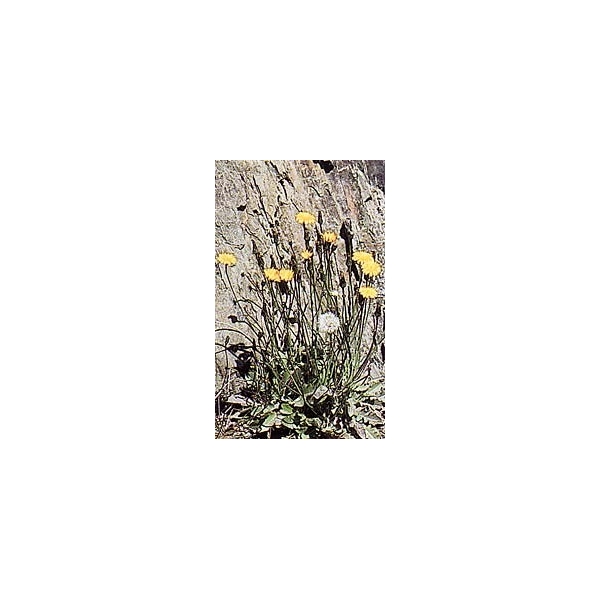 Pissenlit - Feuilles en vrac