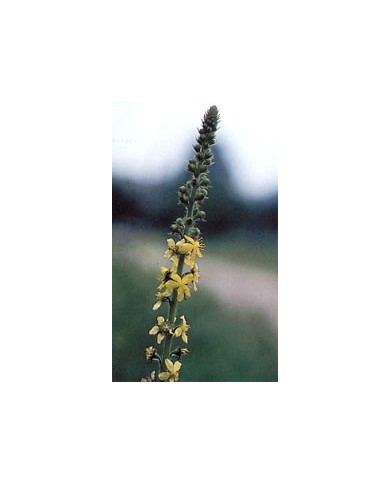 Aigremoine en vrac