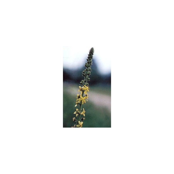 Aigremoine en vrac