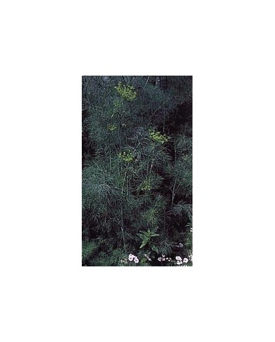 Aneth - Feuilles en vrac