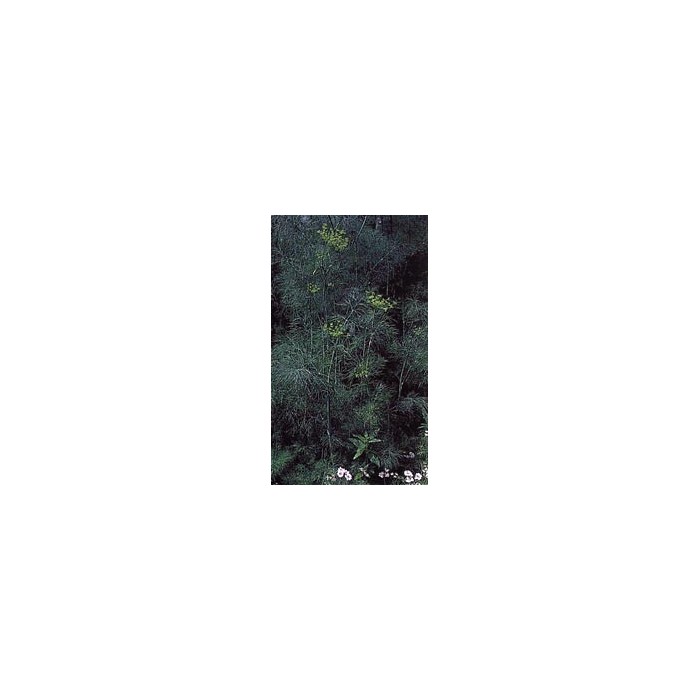Aneth - Feuilles en vrac