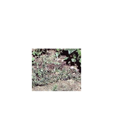 Arénaria (Sabline) – Partie Aérienne en Vrac | Arenaria rubra |Michel Pierre