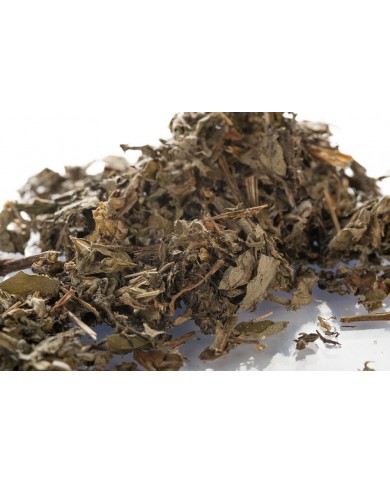 Armoise – Feuilles en Vrac | Artemisia vulgaris | Michel Pierre