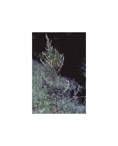 Armoise – Feuilles en Vrac | Artemisia vulgaris | Michel Pierre