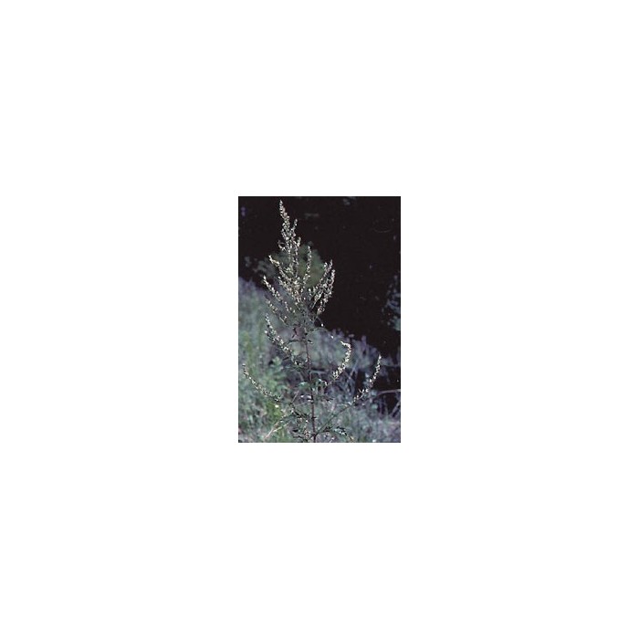 Armoise – Feuilles en Vrac | Artemisia vulgaris | Michel Pierre