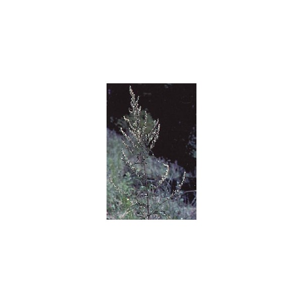 Armoise – Feuilles en Vrac | Artemisia vulgaris | Michel Pierre