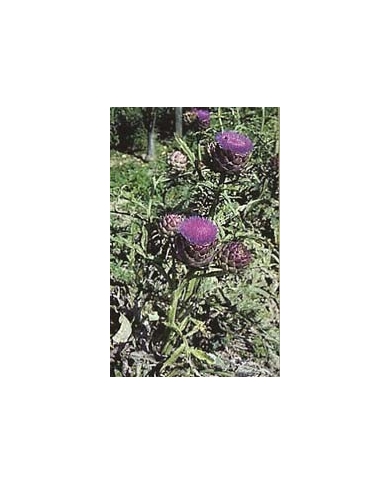 Artichaut - Feuilles en vrac BIO