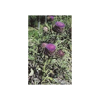Artichaut - Feuilles en vrac BIO