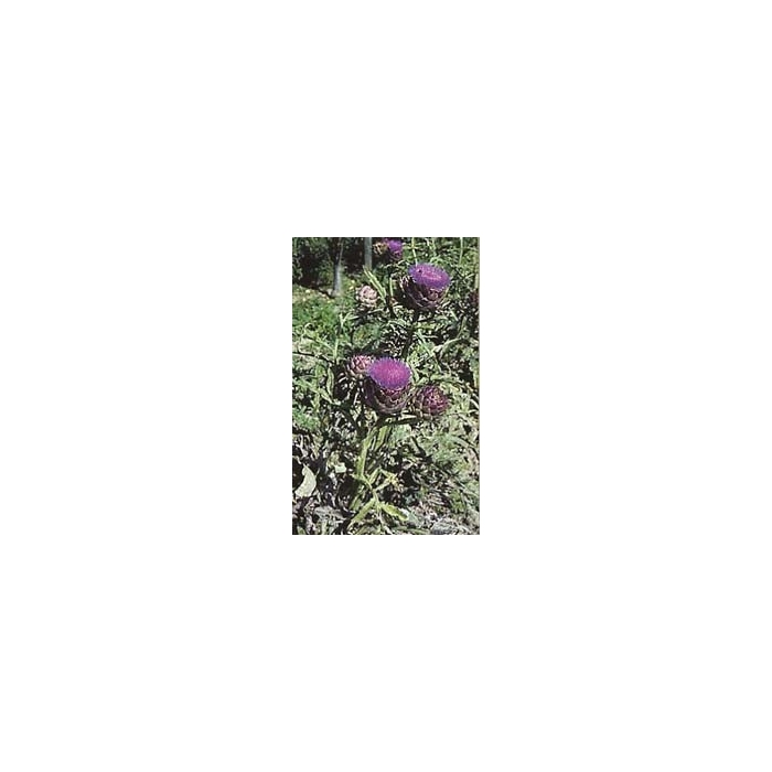 Artichaut - Feuilles en vrac BIO