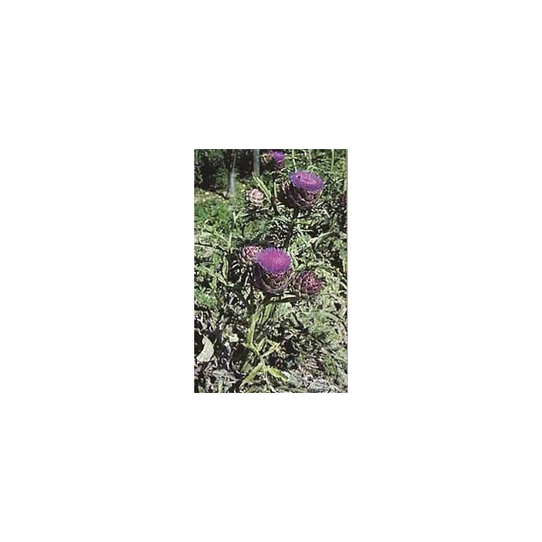 Artichaut - Feuilles en vrac BIO