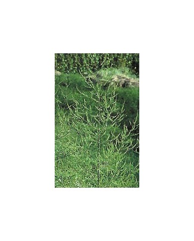 Asperge - Racines en vrac