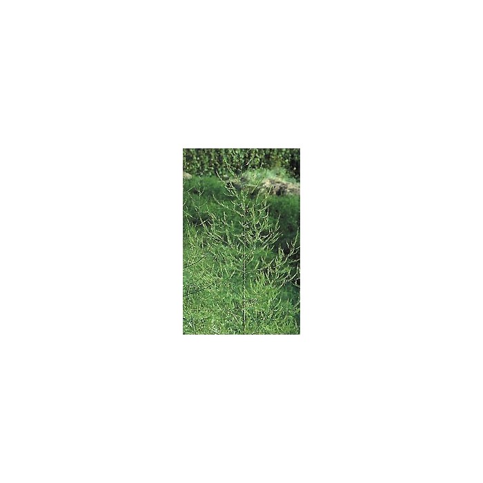 Asperge - Racines en vrac