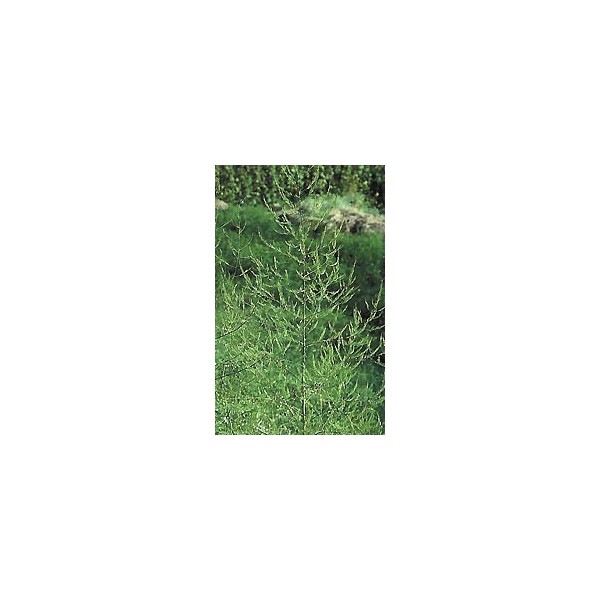 Asperge - Racines en vrac