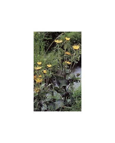 Aunée – Racine en Vrac | Inula helenium | Michel Pierre