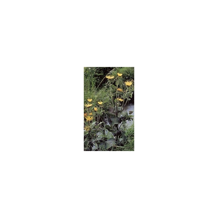 Aunée – Racine en Vrac | Inula helenium | Michel Pierre