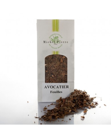 Avocatier – Feuilles en Vrac | Persea gratissima | Michel Pierre