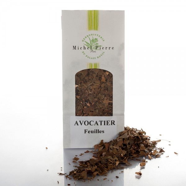 Avocatier – Feuilles en Vrac | Persea gratissima | Michel Pierre