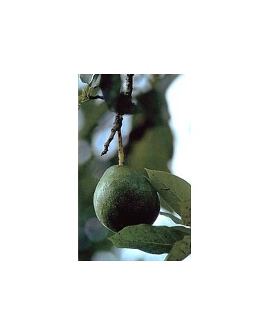 Avocatier – Feuilles en Vrac | Persea gratissima | Michel Pierre