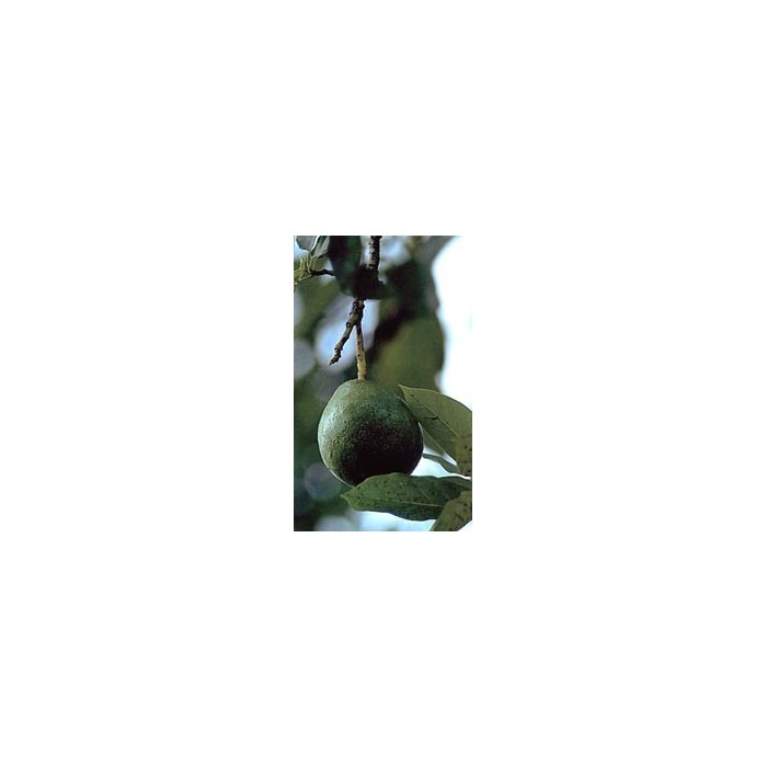Avocatier – Feuilles en Vrac | Persea gratissima | Michel Pierre