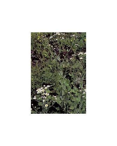 Balsamite (Menthe Coq) – Feuilles en Vrac | Tanacetum balsamita | Michel Pierre